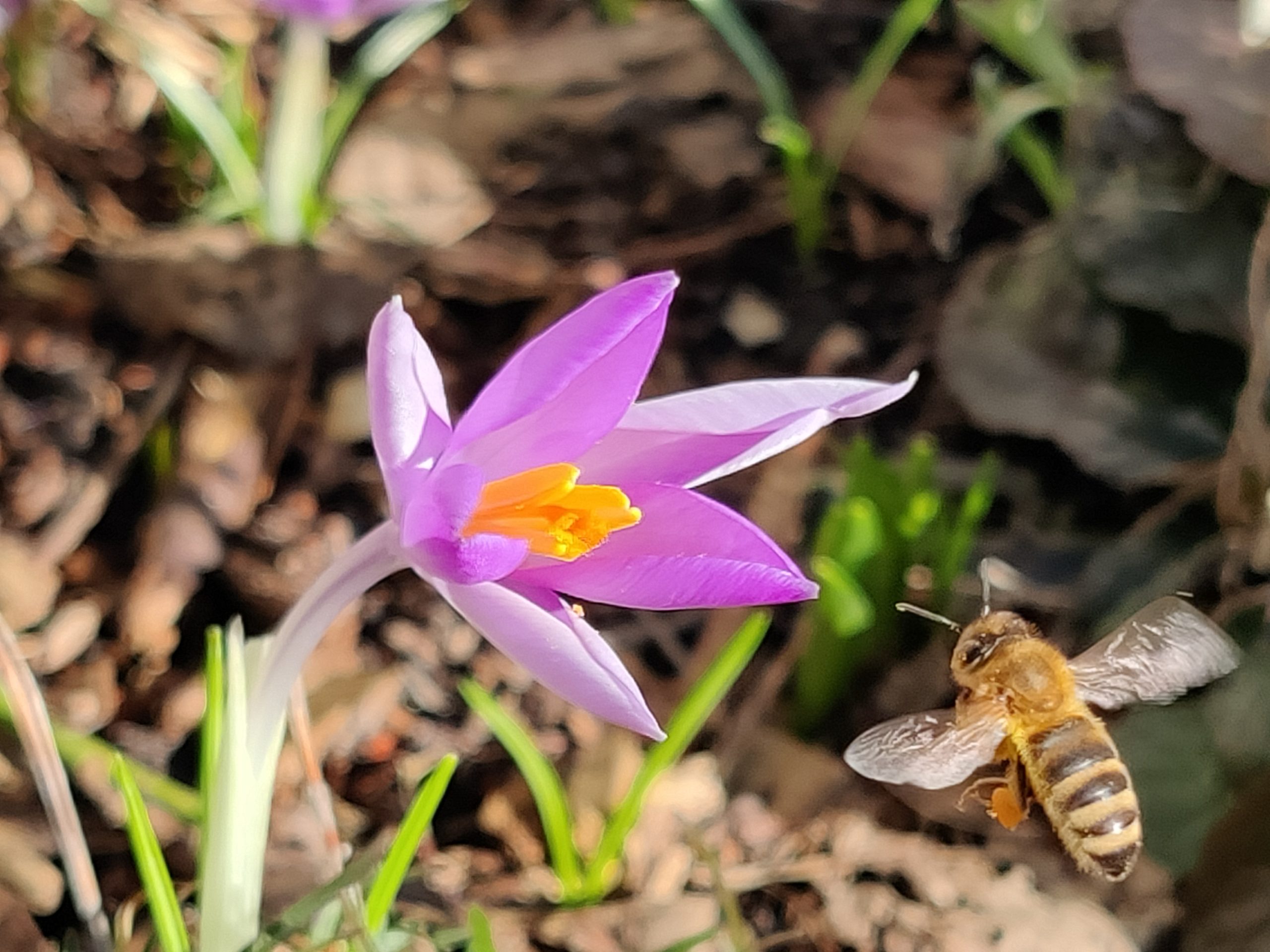 Frühlingsgefühle in Möhrendorf